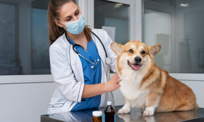 What Are The Benefits Of Pet Vaccinations In Our Daily Life?