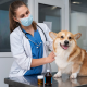 What Are The Benefits Of Pet Vaccinations In Our Daily Life?
