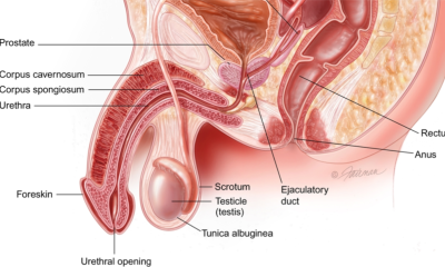 Premature Ejaculation Treatment