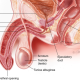 Premature Ejaculation Treatment