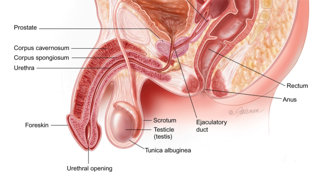 Premature Ejaculation Treatment