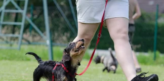 Expert Dog Trainers in Phoenix for Every Breed