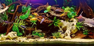 Best Aquariums for Freshwater Fish Lovers USA Best Aquariums for Freshwater Fish Lovers USA