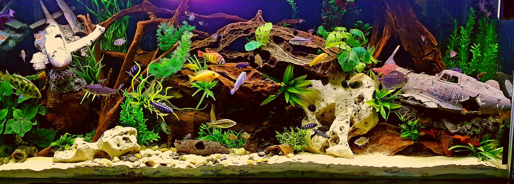 Best Aquariums for Freshwater Fish Lovers USA